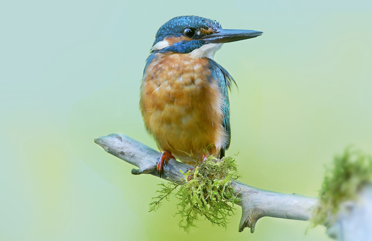 naturfotografie baden baden