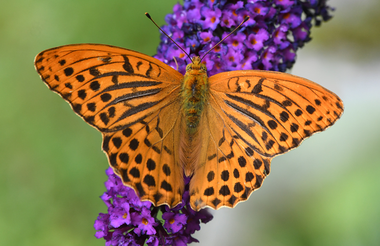 naturfotografie pfalz und baden baden