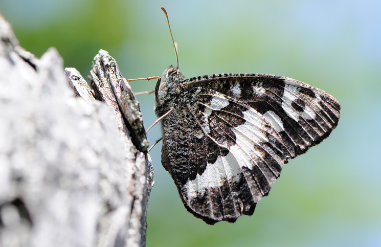 naturfotografie pfalz und baden baden