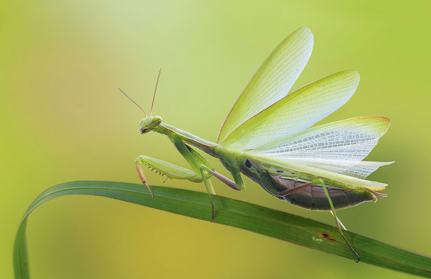 naturfotografie pfalz und baden baden