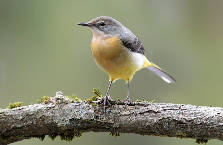 rotkehlchen baden-baden