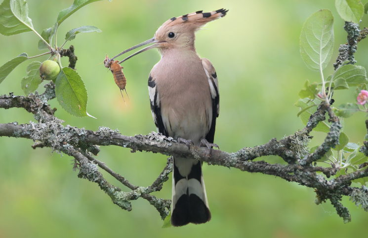 haubenmeise baden-baden