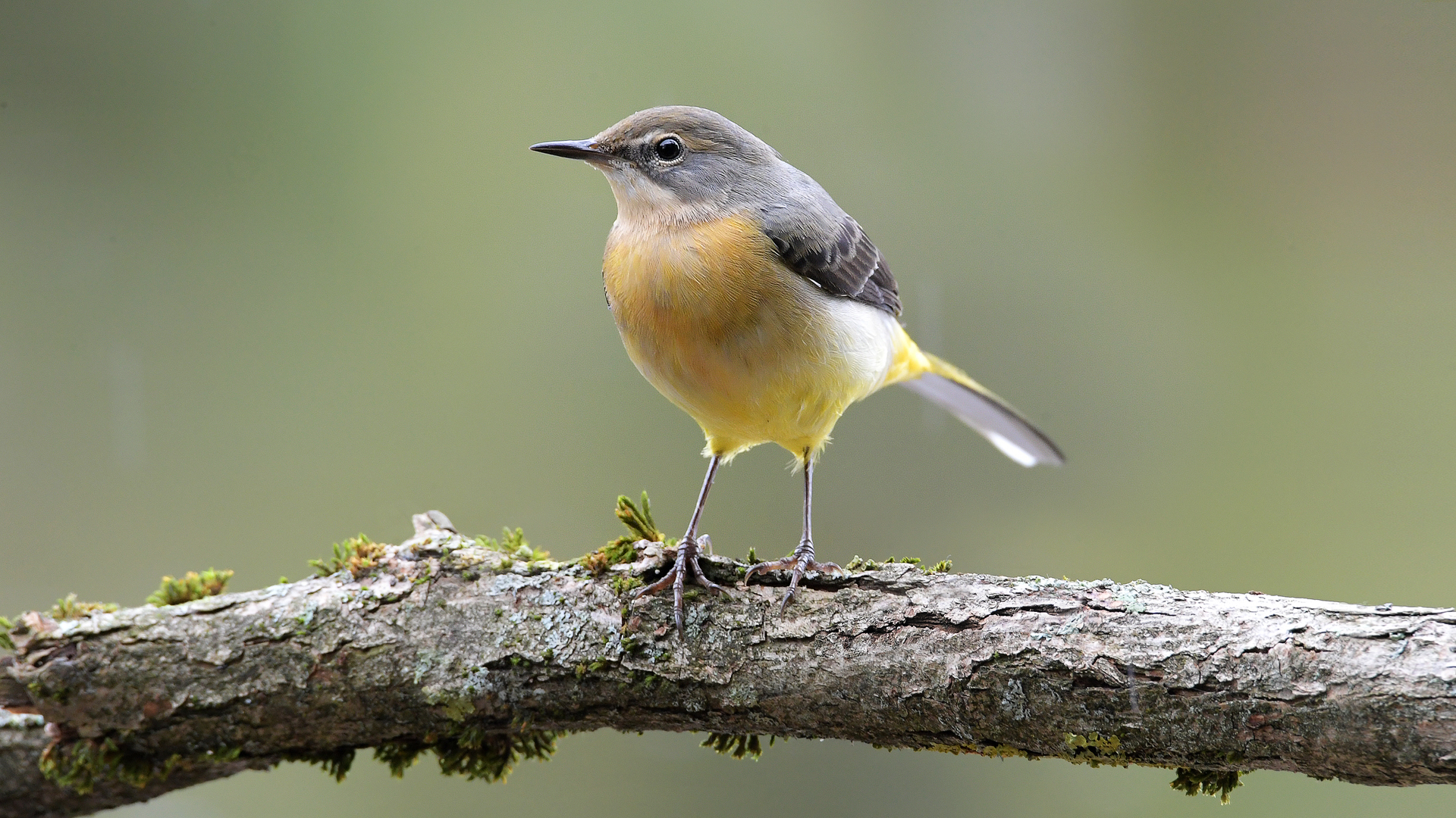 rotkehlchen baden-baden