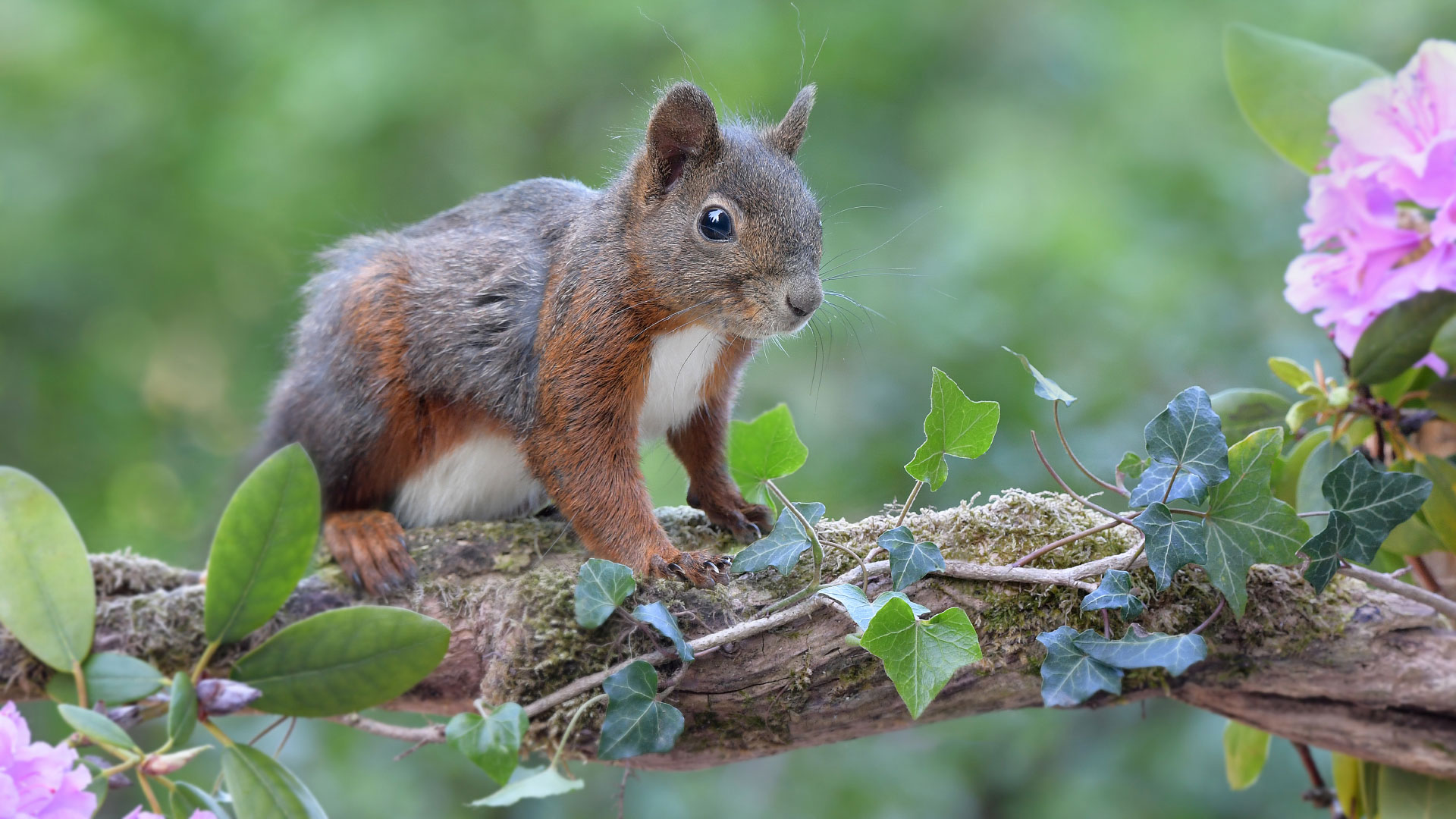 eichhoernchen-baden-baden