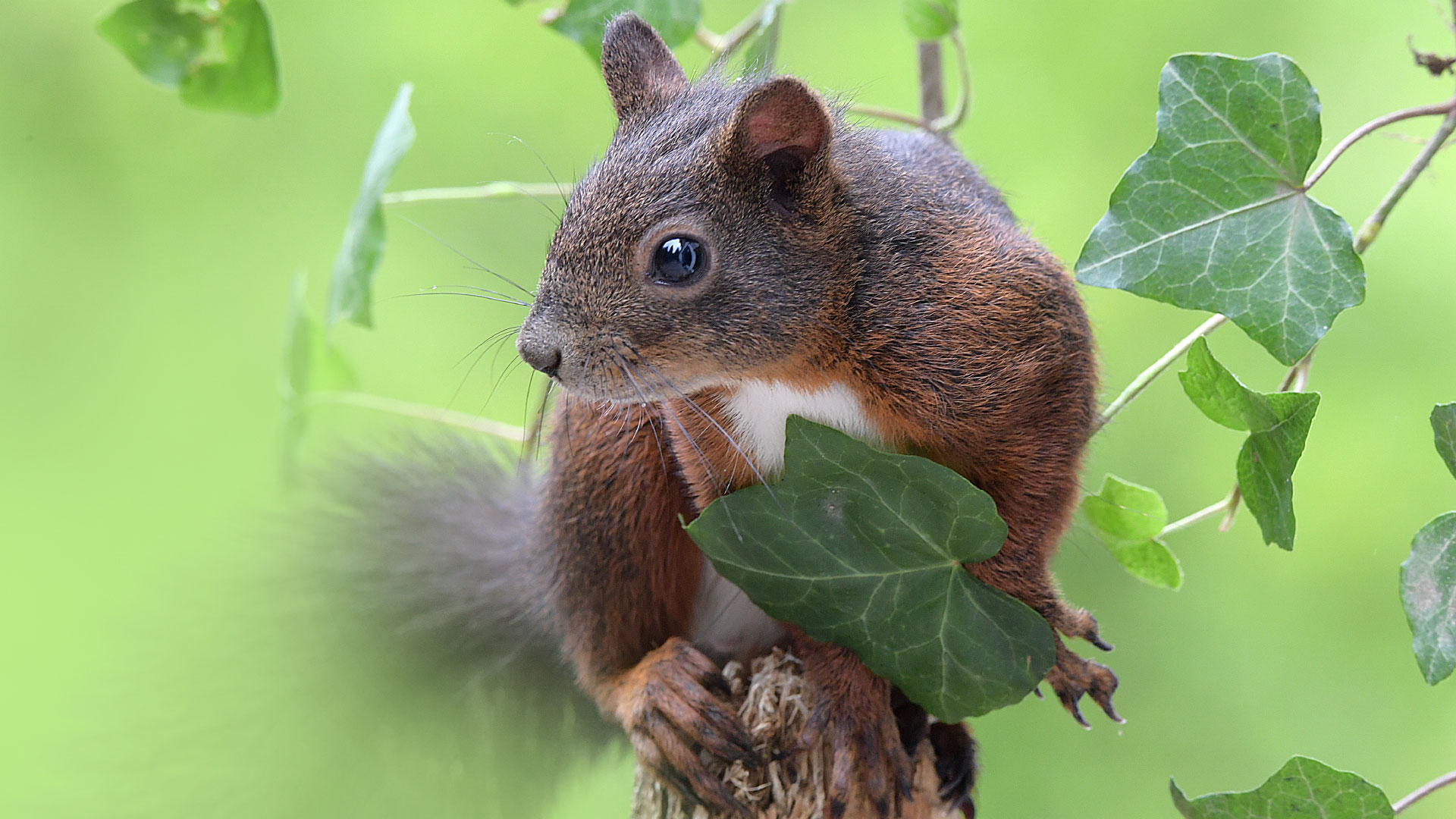 eichhoernchen-baden-baden
