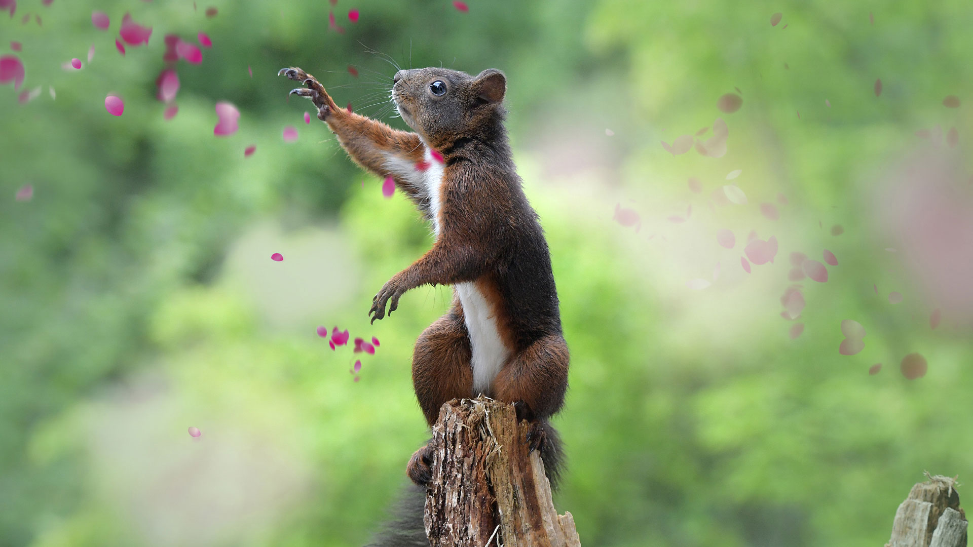 eichhoernchen-baden-baden