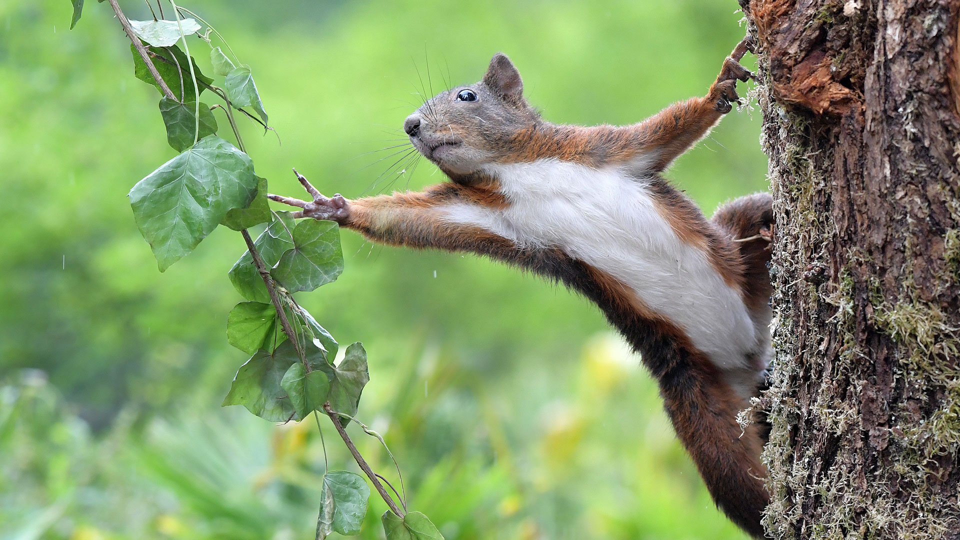 eichhoernchen-baden-baden