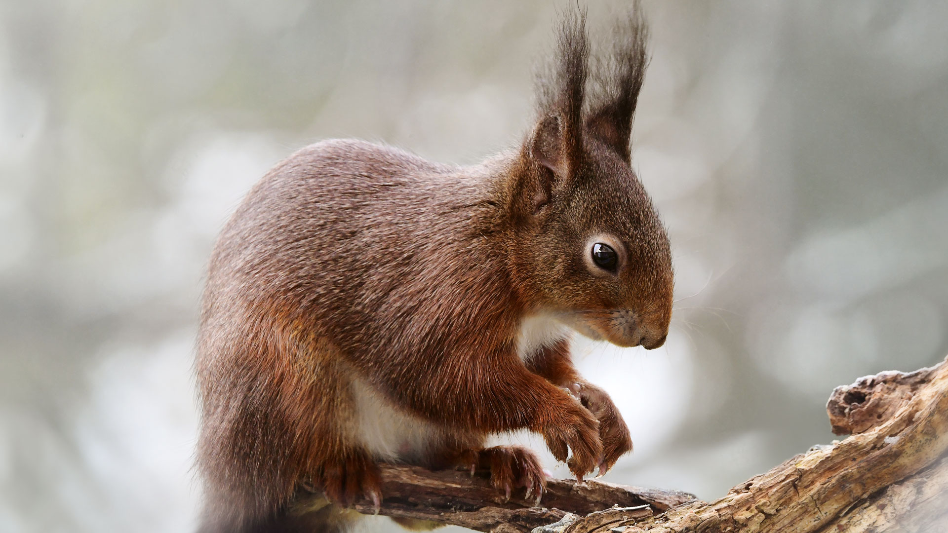 eichhoernchen-baden-baden