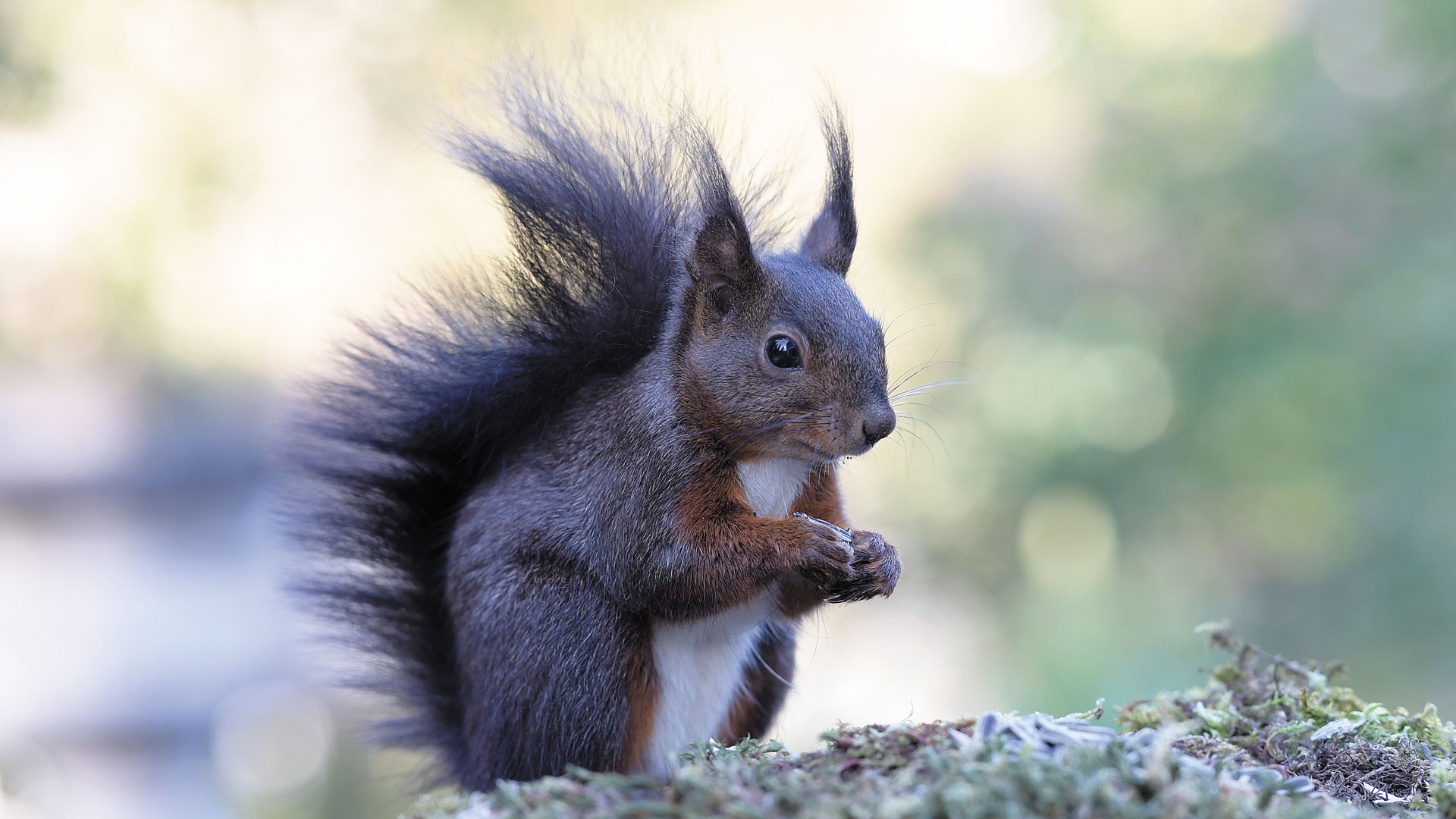 eichhoernchen-baden-baden
