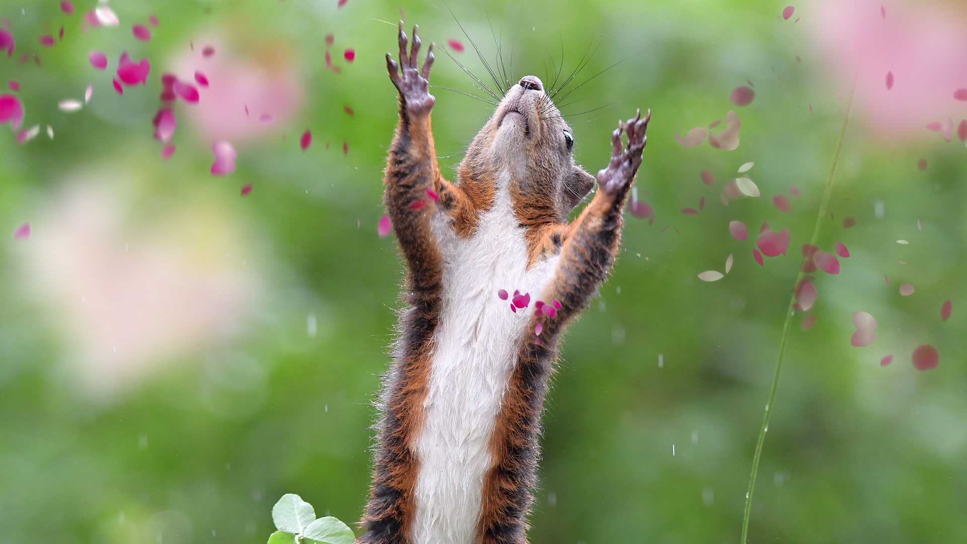 eichhoernchen-baden-baden