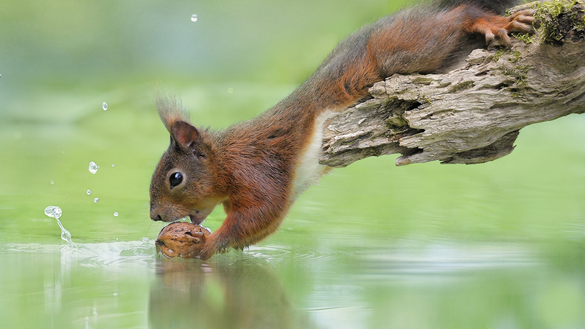 eichhoernchen-baden-baden