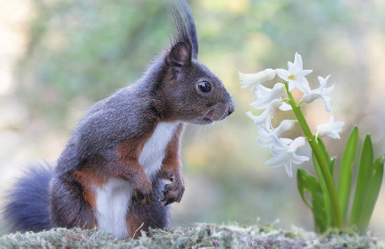 eichhoernchen-baden-baden