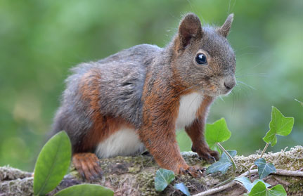 eichhoernchen-baden-baden