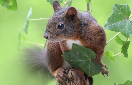 eichhoernchen-baden-baden