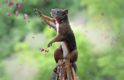 eichhoernchen-baden-baden