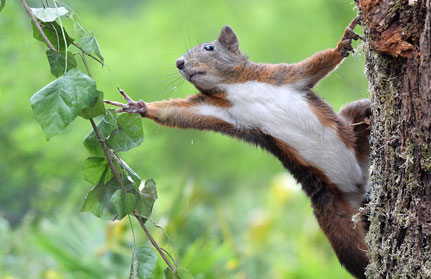 eichhoernchen-baden-baden