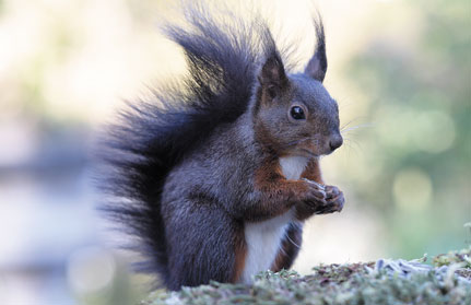 eichhoernchen-baden-baden