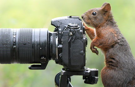 eichhoernchen-baden-baden