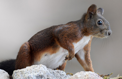 eichhoernchen-baden-baden