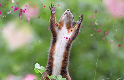 eichhoernchen-baden-baden