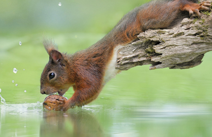 eichhoernchen-baden-baden
