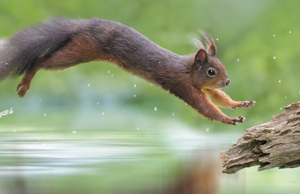 eichhoernchen-baden-baden